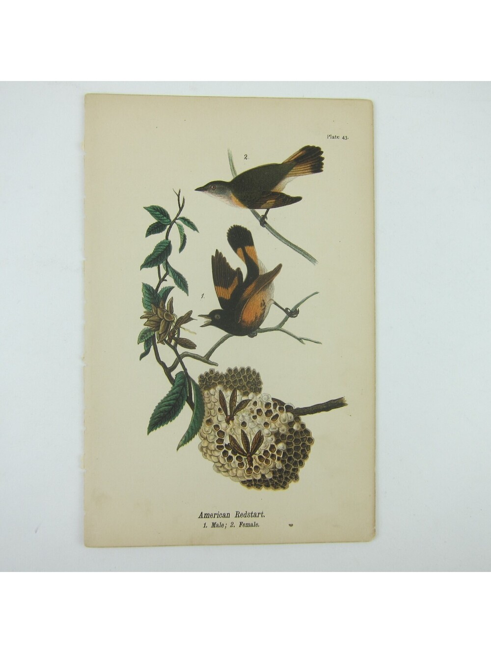 Bird Lithograph Print American Redstart after John James Audubon Antique 1890
